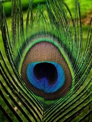 Naklejka premium peacock feather close up