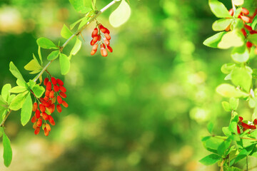Natural vegetable background with bokeh. Berries barberries on branch on blurred background of lush greenery.