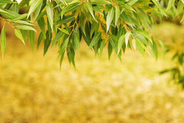 Background with autumn yellow and green leaves willow. Natural autumn backdrop with copy space for your text.