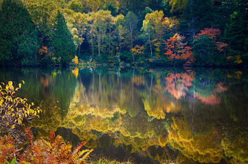 湖面に鏡のように映る紅葉した落葉樹