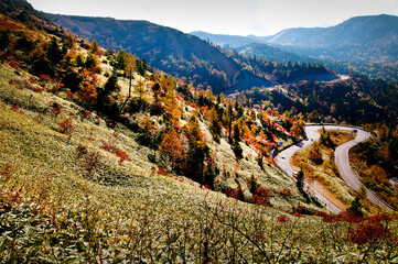 紅葉の終り頃に陽が差す山の斜面
