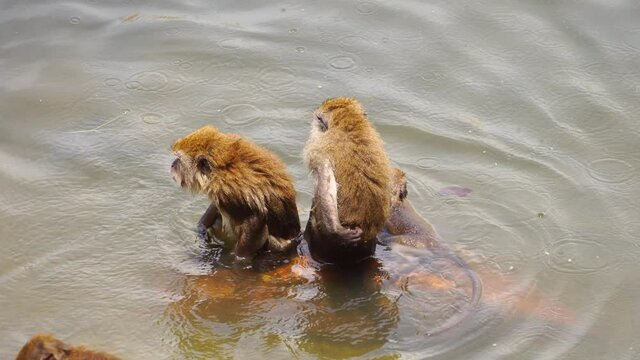 Macaque wild monkey swimming on a seashore.
