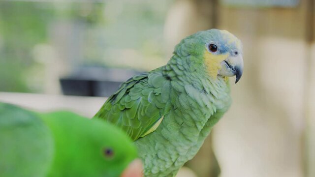 Yellow-naped amazon parrot. Amazonian bird with bright green plumage.  Exotic bird that live in forest, rainforest, woodlands and savanas.