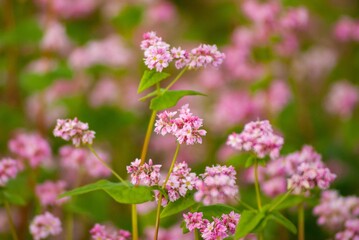 「高嶺ルピー」といわれる腰の強い赤蕎麦の花