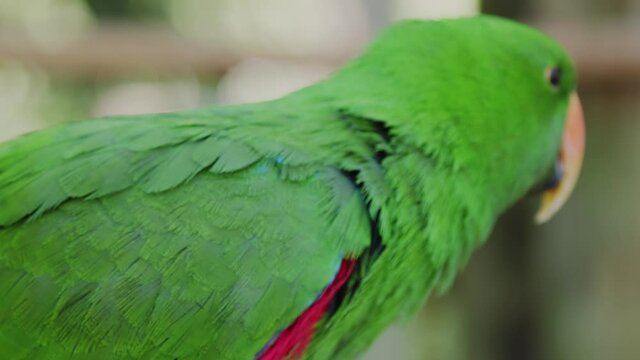 Green, red and blue parrot close up. Male eclectus parrot with bright green plumage and horn-colored beak. Beautiful bird with blue on the wing and red underwing.