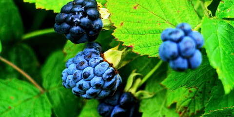 Macro photo of bunch of ripe blackberries close up on branches in the garden. Berries wide angle panoramic view background