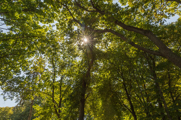 Fototapeta premium Pictures of old trees in the city Park of Tambov
