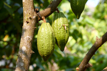 The cacao tree organic cocoa fruit pods in nature of Thailand ,at noise out focus