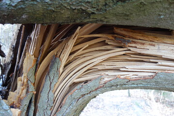 Zerborstener und zersplitterter dicker Holzstamm eines Baumes. Sturmschäden an einem abgeknickten Baum. Splitter Borsten Schräge Umgeknickter Baum. Bursted Timber Wood Tree.