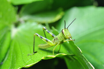 Grasshopper stay in green leaf closeup