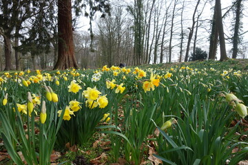 Narzissenblumenwiese im Wald. Frühlingsanfang im März. Narzissen blossoms blooming.