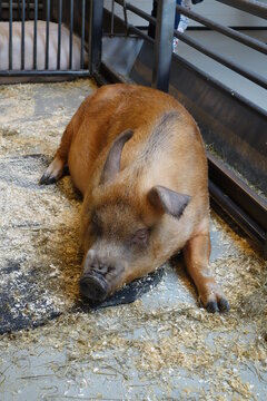 Haariges braunes Schwein in Box entspannt sich und macht ein Schläfchen. Detailaufnahme von Schweineborsten. Tierleid eines eingesperrten schönen Zierschweins. Siesta chilliges Schwein beim Ratzen.