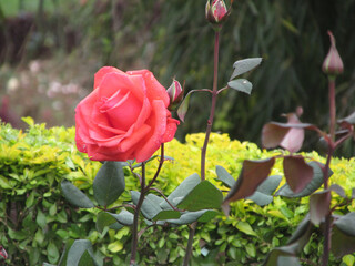This is the actual rose flower