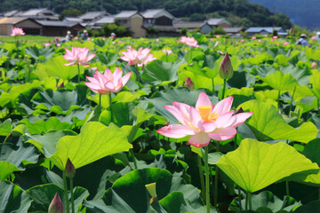 蓮の花【藤原宮跡】