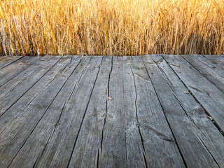 wooden pedestrian pathway through reeds in a sunny autumn day