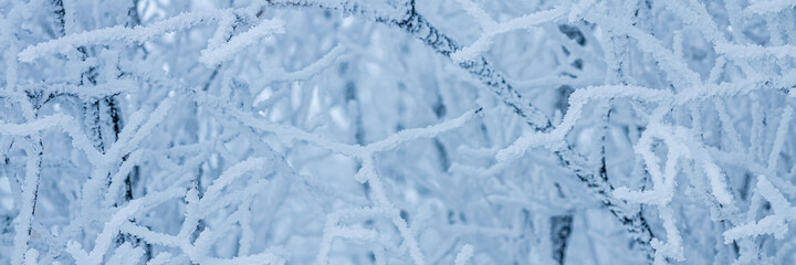 Snow and rime ice on the branches of bushes. Beautiful winter background with trees covered with hoarfrost. Plants in the park are covered with hoar frost. Cold snowy weather. Cool frosting texture.