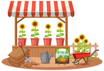 Organic sunflower on the shop