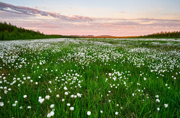 meadow with white flowers