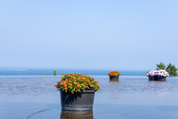 ひたち海浜公園の鉢植えの花