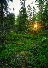 morning in the woods