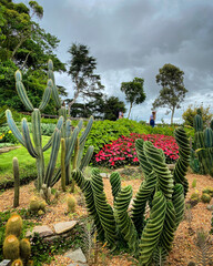 Fototapeta premium cactus in the garden