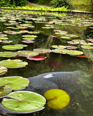 water lily in the pond