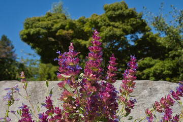 Obraz premium 2020-08-31 A STOCK OF PURPLE SAGE WITH EVERGREENS IN THE BACKGROUND