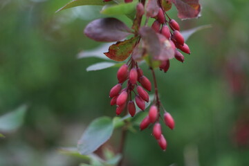 A close up of fruit on a branch