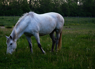 Naklejka na ściany i meble White horse grazing in a pasture