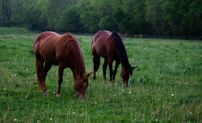Fototapeta na wymiar 2 horses grazing in an open pasture