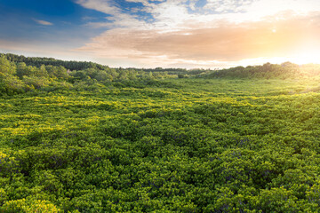 Fototapeta na wymiar Colorful yellow green leaves all around. Mangrove forest Thung Prong Thong, Rayong Province, Thailand