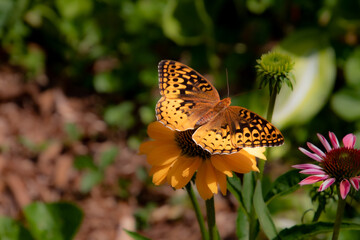 orange butterfly perched on an orange flower
