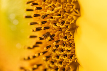 Macro Photo of a Sunflower 