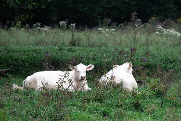 white cows grazing in a field