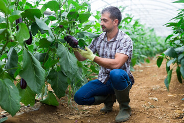 Male farmer collect harvest ripe eggplant in greenhouse