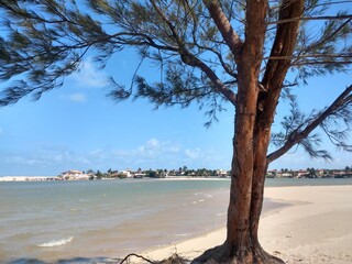 tree on the beach