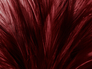 Beautiful abstract pastel pink feathers on dark background, red feather frame texture on pink background, dark feather, black banners