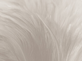 Fototapeta premium Beautiful abstract gray and white feathers on white background, soft brown feather texture on white pattern background, yellow feather background