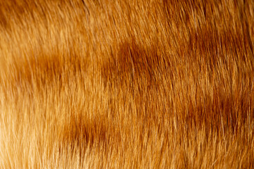 Fox fur close up. Redhead animal fur background, fur pile texture.