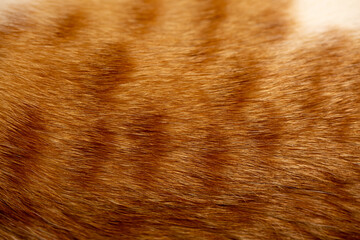 Fox fur close up. Redhead animal fur background, fur pile texture.