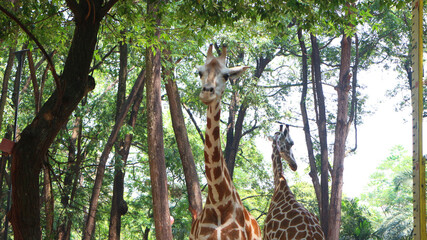 Giraffe with the Latin name Giraffa