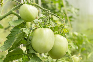 A branch with green tomatoes growing in a garden bed.