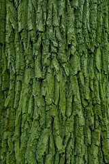 tree bark with green moss and lichen