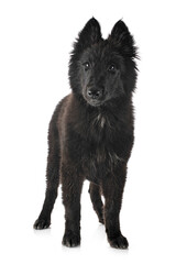 ppuppy Groenendael dog
