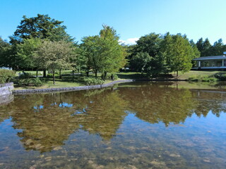 Fototapeta na wymiar Trees reflecting on the water surface