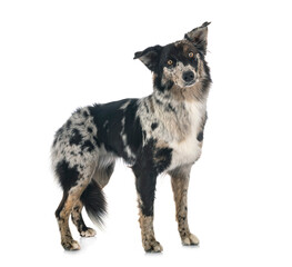 australian shepherd in studio