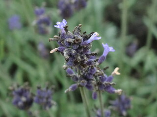 Lavender flower field in japanese farm