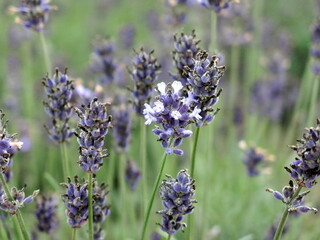 Lavender flower field in japanese farm