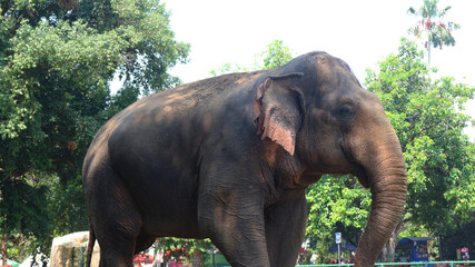 Fototapeta na wymiar Sumatran elephants with the Latin name Elephas maximus sumatrensis