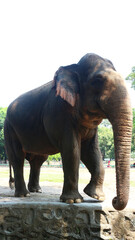 Fototapeta na wymiar Sumatran elephants with the Latin name Elephas maximus sumatrensis